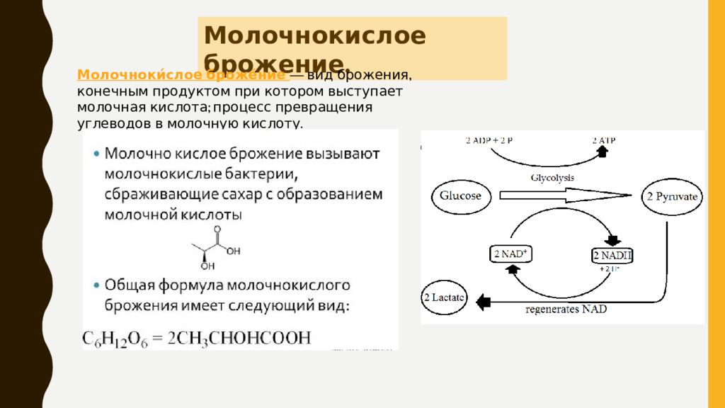 Конечные продукты брожения. Продукты молочнокислого брожения. Конечные продукты молочнокислого брожения. Молочнокислое брожение углеводов. Процесс брожения в пищевой промышленности.