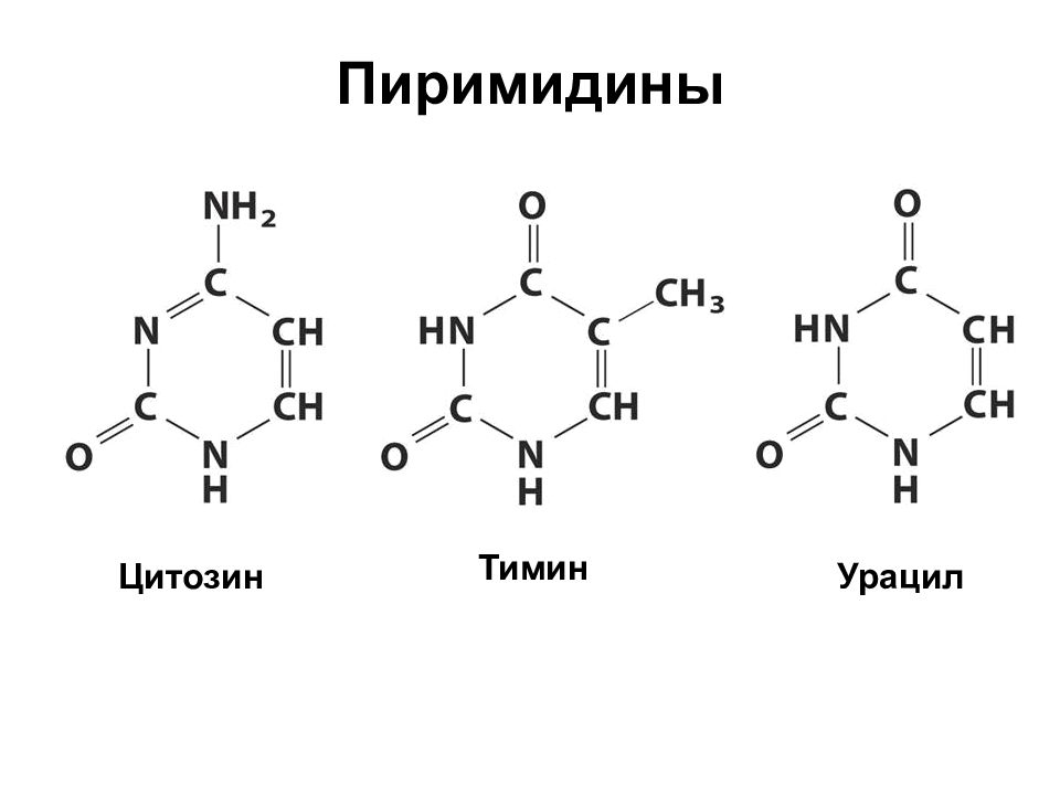 Тимин формула. Урацил Тимин цитозин формулы. Цитозин формула химическая. Пиримидиновые основания урацил Тимин цитозин. Производные пиримидина: урацил, цитозин, Тимин.