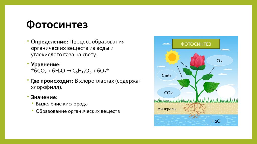 Фотосинтез