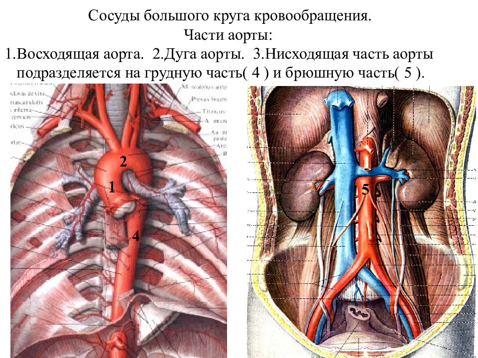 Артерии большого круга кровообращения. Аорта восходящая дуга нисходящая. Аорта круг кровообращения. Брюшная аорта круг кровообращения. Аорта большой круг кровообращения.