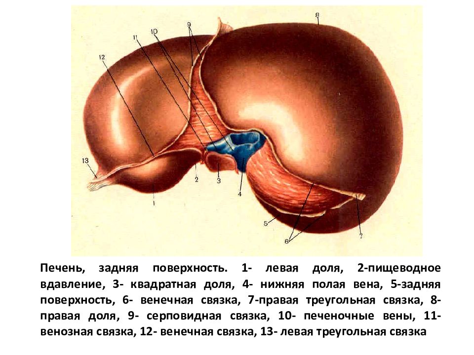 Боль круглой связки. Вдавления печени. Задняя поверхность печени. Вдавления левой доли печени. Пищеводное вдавление.