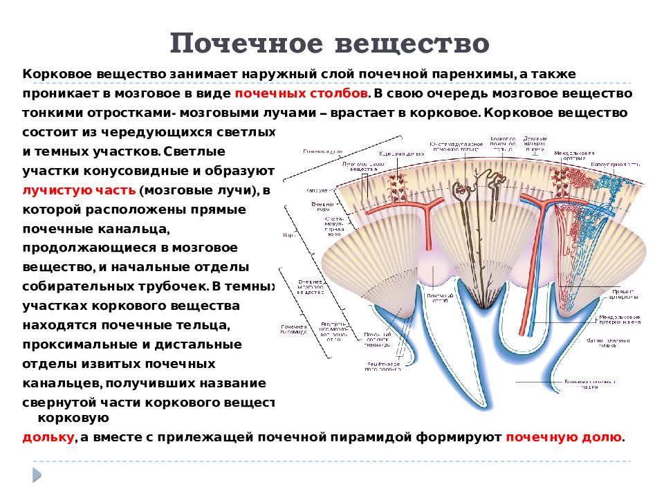 Пирамида мозгового вещества. Лучи мозгового вещества почки анатомия. Мозговые лучи. Мозговое вещество почки. Структура коркового вещества почки.