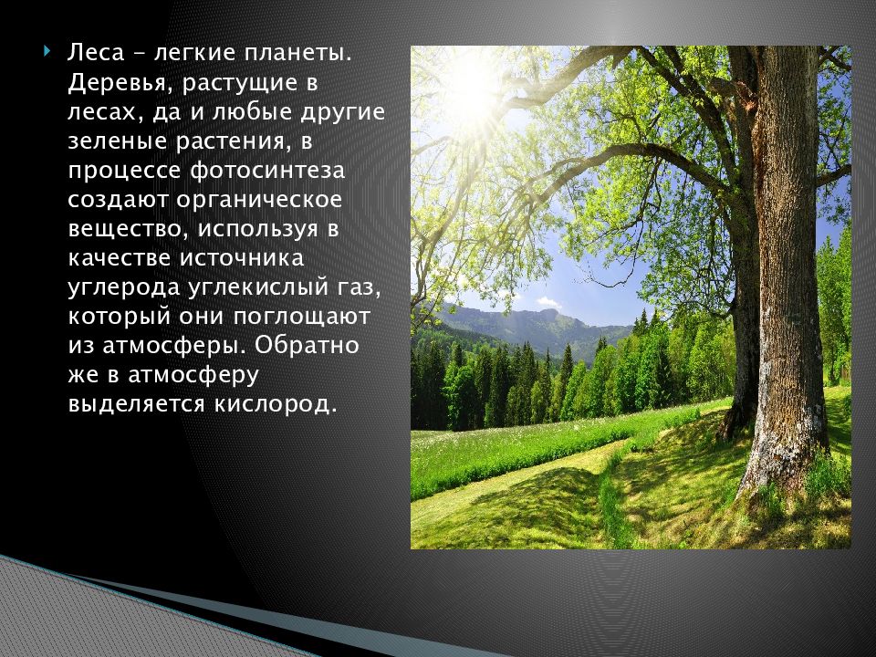 Растения легкие природы. Леса легкие планеты. Лес зеленые легкие нашей планеты. Лес легкие природы. Легкие планеты.