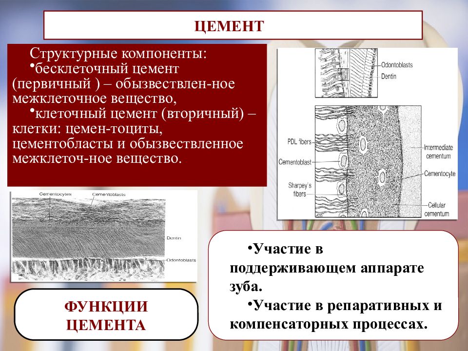 Строение цемента зуба. Клеточный и бесклеточный цемент зуба. Что такое бесклеточный цемент гистология. Бесклеточный цемент зуба. Строение зуба клеточный и бесклеточный цемент.