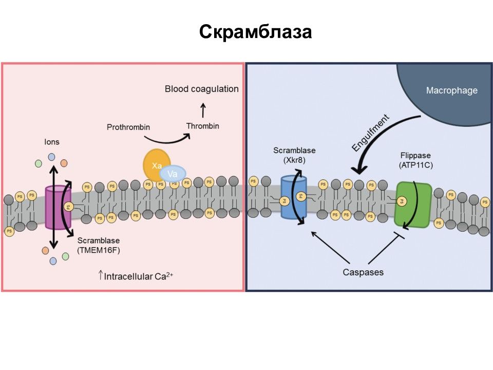 Способность плазматической мембраны окружать капельки