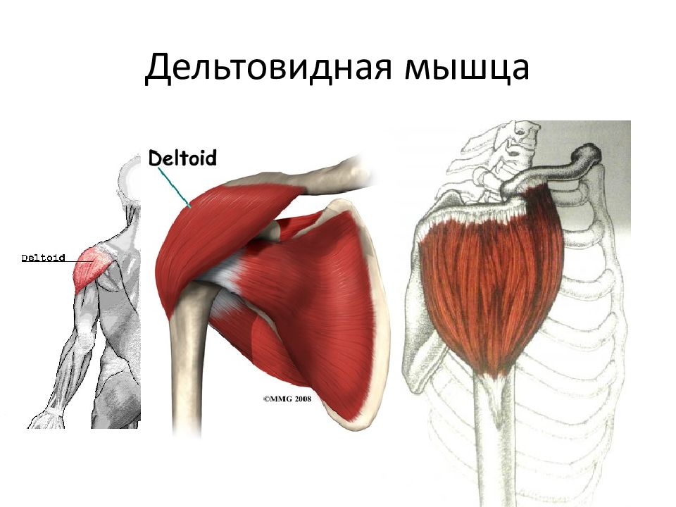 Мечевидно плечевая мышца