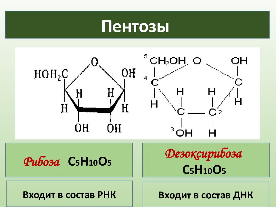 Рибоза входит в состав. Структура формула рибозы. Дезоксирибоза циклическая формула. Рибоза, 2-дезоксирибоза. Рибоза формула формула.