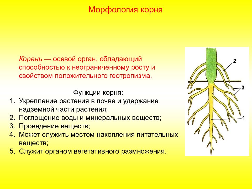 Морфология корня растений. Морфология вегетативных органов растений. Лист вегетативный орган растения. Надземный вегетативный орган