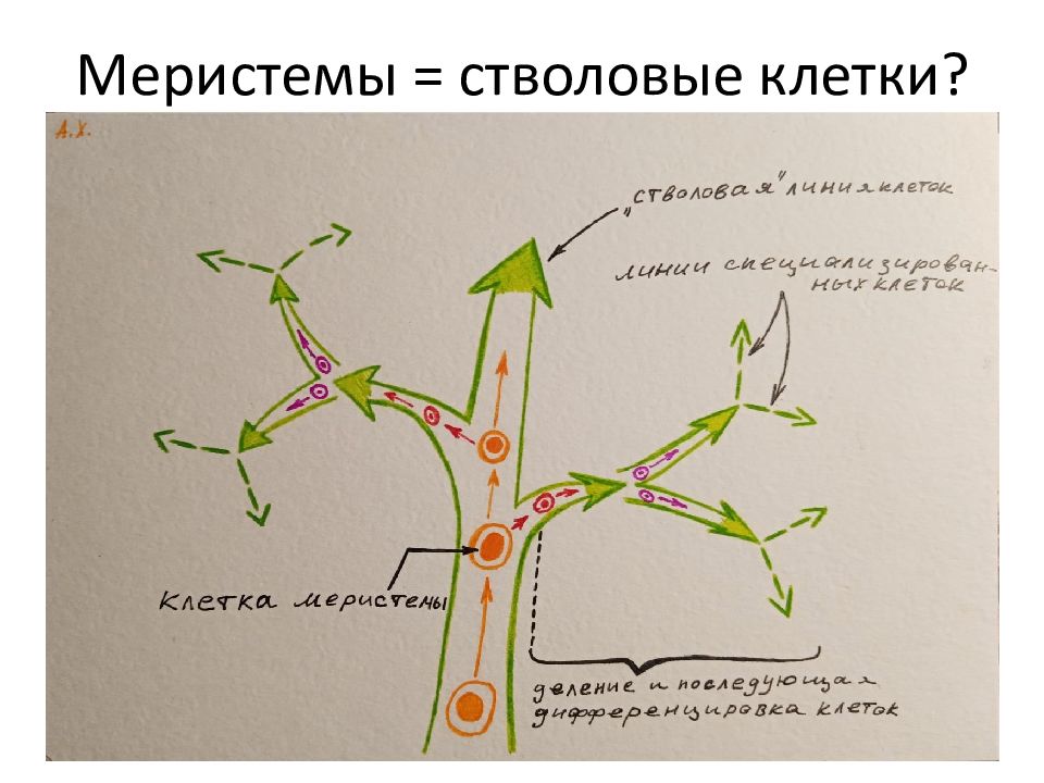 Анатомия ботаники