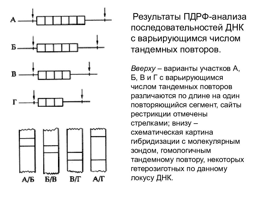 Конструирование новых генетических структур по заранее намеченному плану