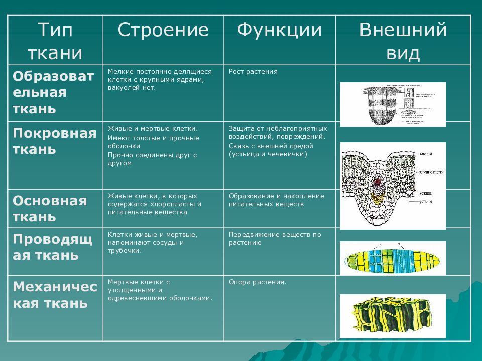 Схема тканей растений