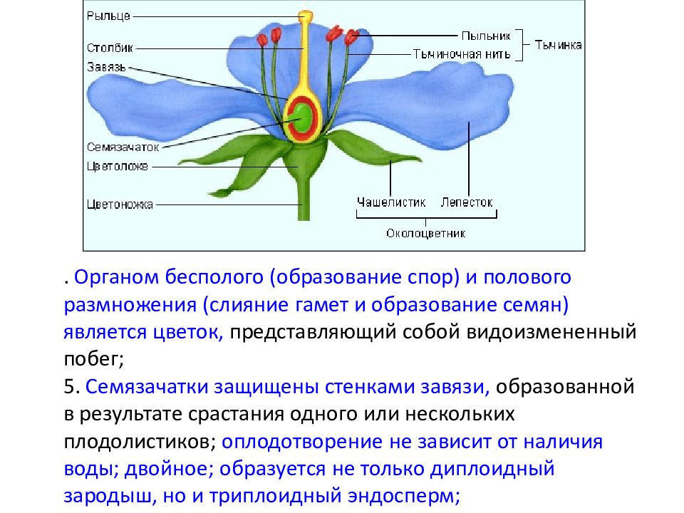 Какую функцию выполняет завязь впр. Рыльце цветка функции. Функция рыльца у цветка. Рыльце столбик и завязь. Функция завязи у цветка.