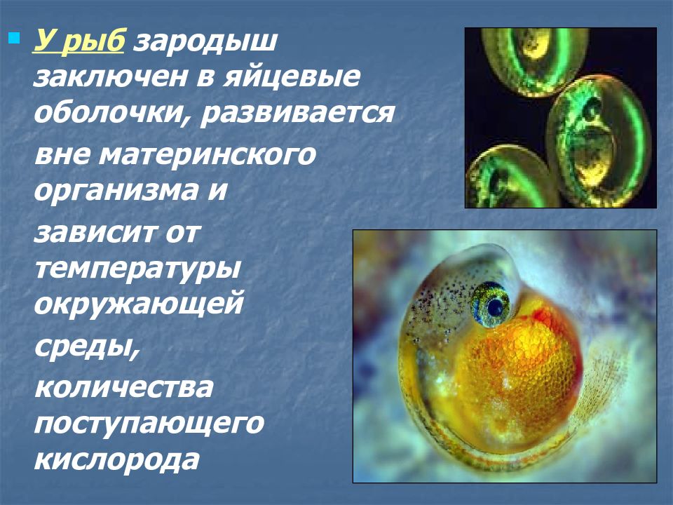 Появление яйцевых оболочек. Развитие эмбриона рыбы. Развитие зародыша рыбы. Стадия зародышевого диска рыбы. Яйцевые оболочки.