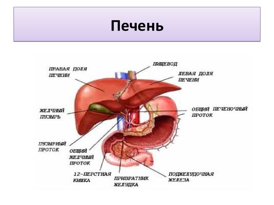 С какой стороны печень находится у человека