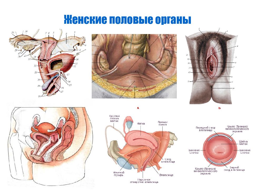 Схема строения половых органов женщин