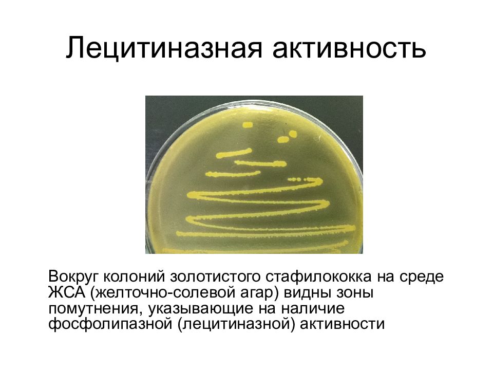 Золотистый стафилококк презентация микробиология