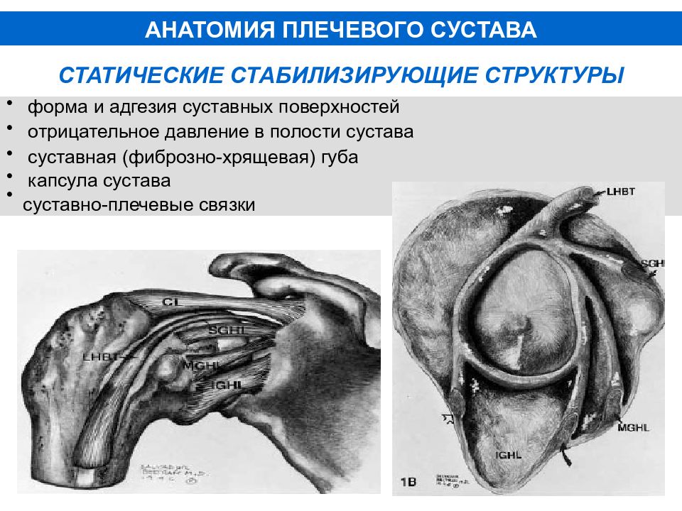 Плечевая суставная губа