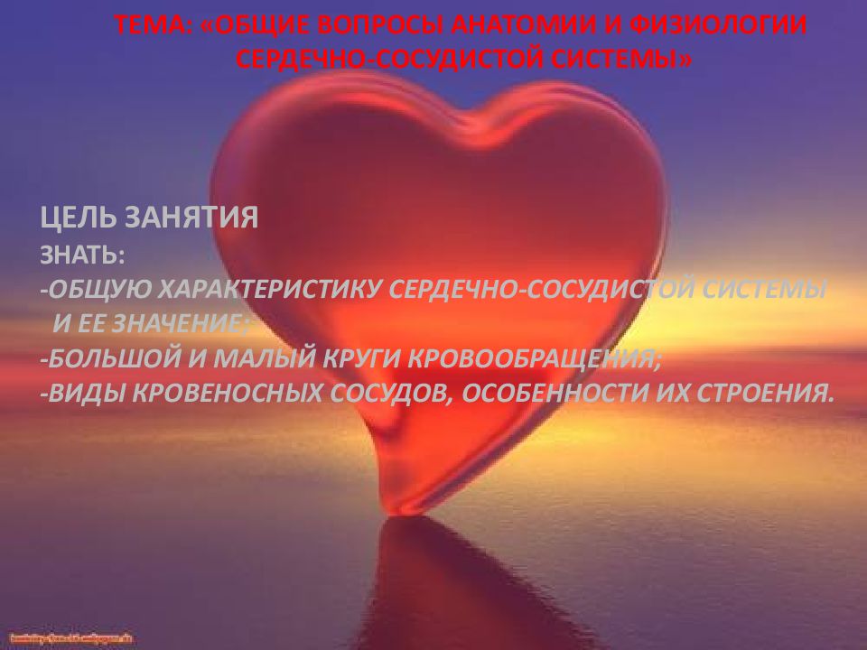 ТЕМА: «ОБЩИЕ ВОПРОСЫ АНАТОМИИ И ФИЗИОЛОГИИ СЕРДЕЧНО-СОСУДИСТОЙ СИСТЕМЫ» ЦЕЛЬ