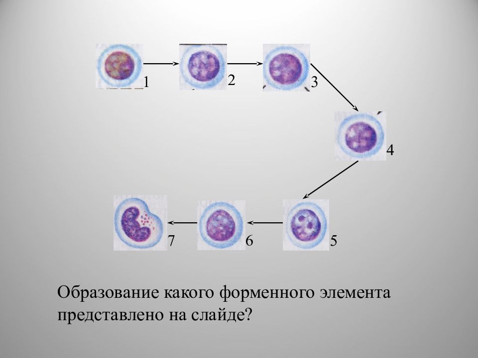 Установите последовательность образования. Моноцитопоэз гистология. Дифферон моноцитов. Стадии моноцитопоэза. Схема моноцитопоэза.