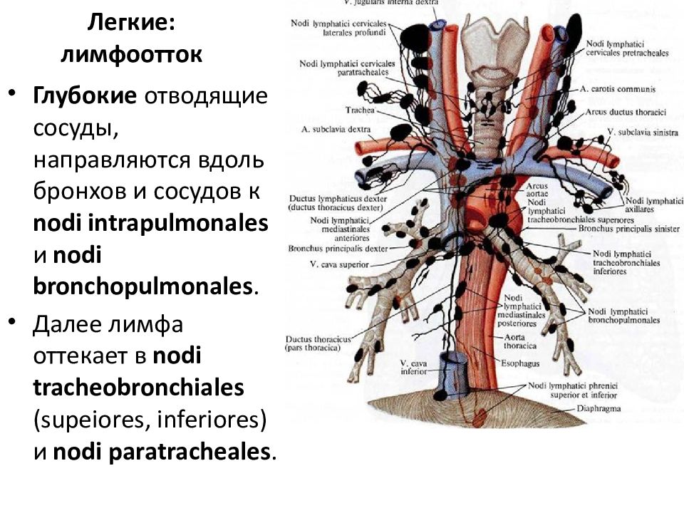 Лимфоузлы легких схема