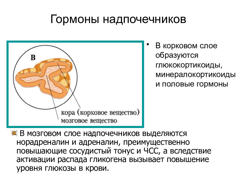 Узел надпочечника