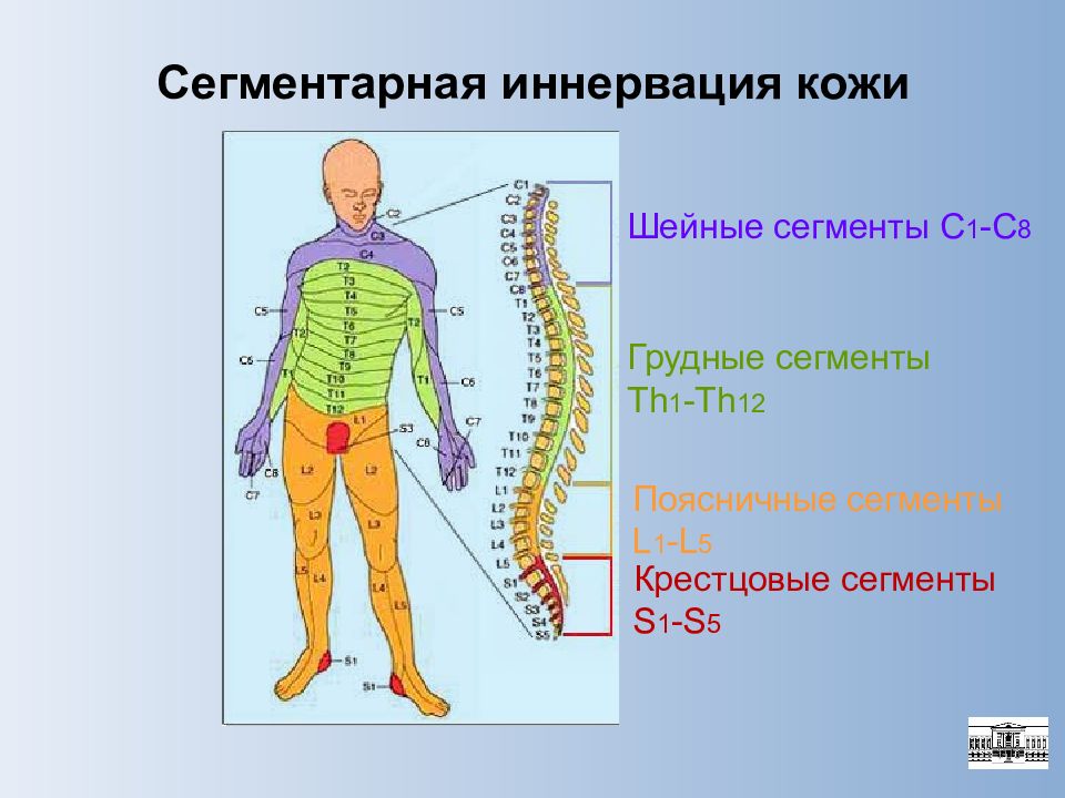 Иннервирует кожу. Сегментарная иннервация кожи туловища. С5 с8 сегментов спинного мозга. Схема иннервации позвоночника сегменты. Иннервация с7 th1.