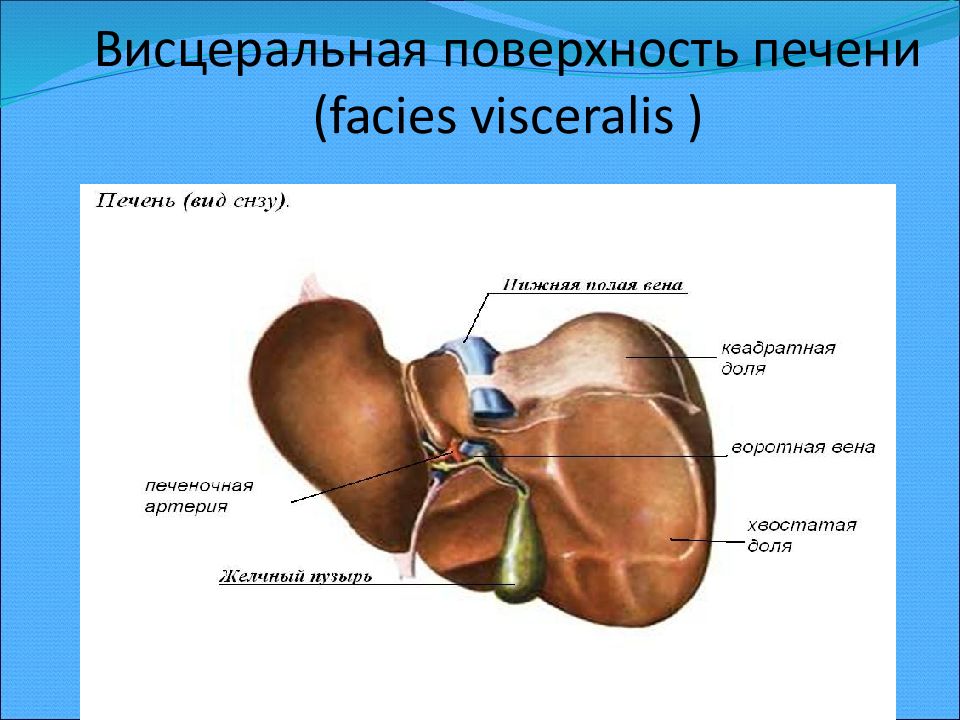 На рисунке печень обозначена цифрой. Борозды висцеральной поверхности печени. Вдавления на висцеральной поверхности печени. Печень строение анатомия борозды. Строение печени висцеральная поверхность.