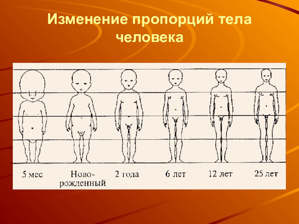 Какая часть тела увеличивается. Изменение пропорций тела человека. Пропорции человека Возраст. Изменение пропорций тела с возрастом. Пропорции взрослого человека и ребенка.