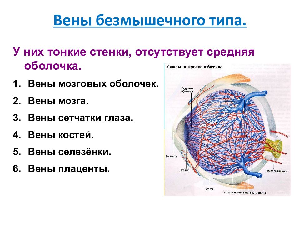 Вены анатомия презентация