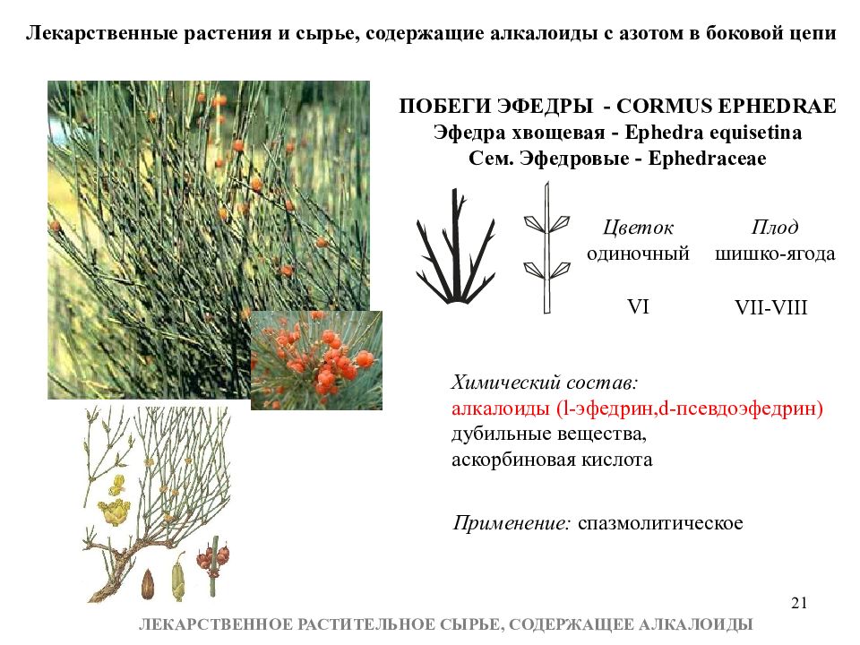 Растение содержащее. Эфедра хвощевая ЛРС. Побеги эфедры. Эфедра хвощевая побеги. Трава эфедры хвощевой.