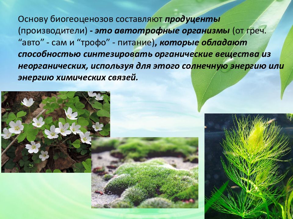 Зеленые растения являются продуцентами. Автотрофные экосистемы. Растения продуценты. Продуценты водной экосистемы. Автотрофные организмы.