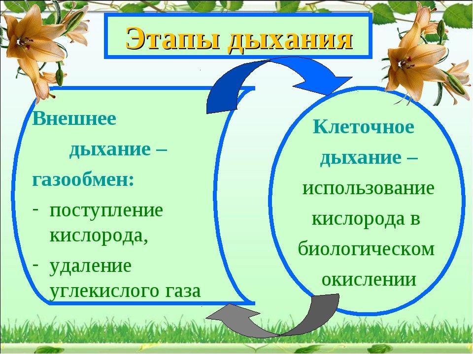 Фотосинтез и дыхание растений презентация