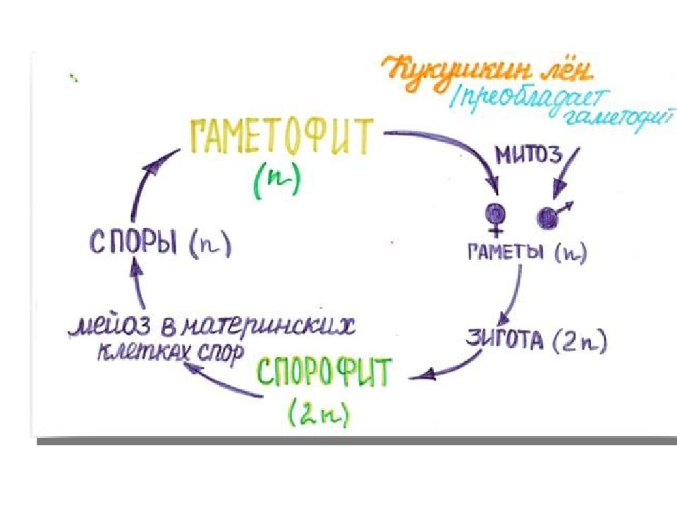 Цикл развития улотрикса схема с набором хромосом