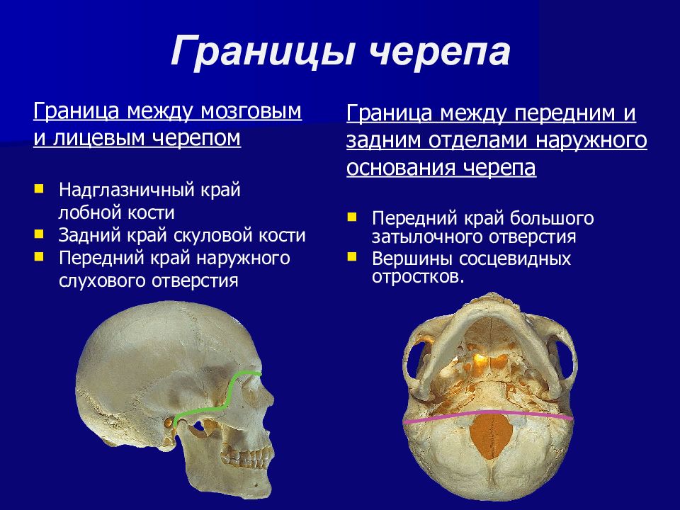 Презентация топографическая анатомия мозгового отдела головы