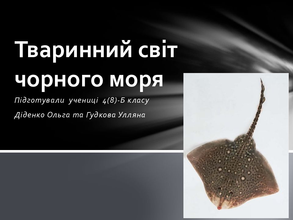 Тваринний світ чорного моря