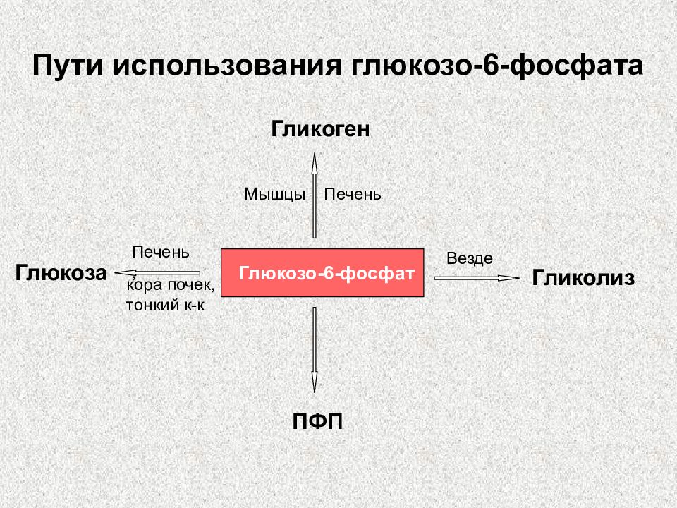 Пути 6. Пути использования глюкозо-6-фосфата. Основные пути превращения глюкозо-6-фосфата. Пути использования глюкозо-6-фосфата в клетке. Пути использования Глюкозы-6-фосфат (схема).