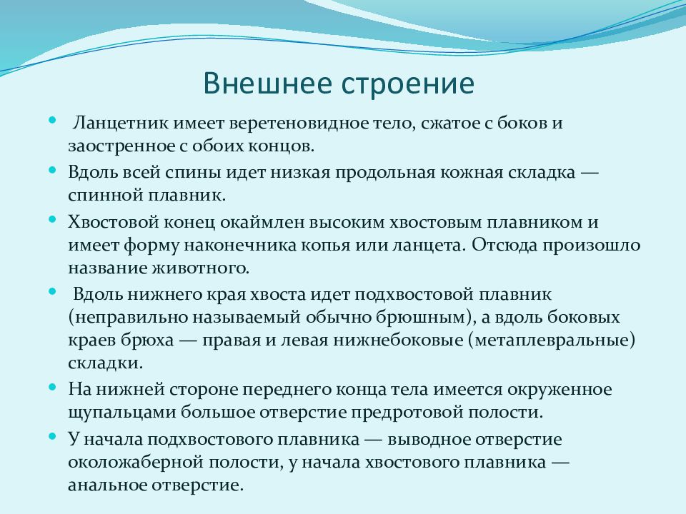 Проект по биологии на тему хордовые 7 класс