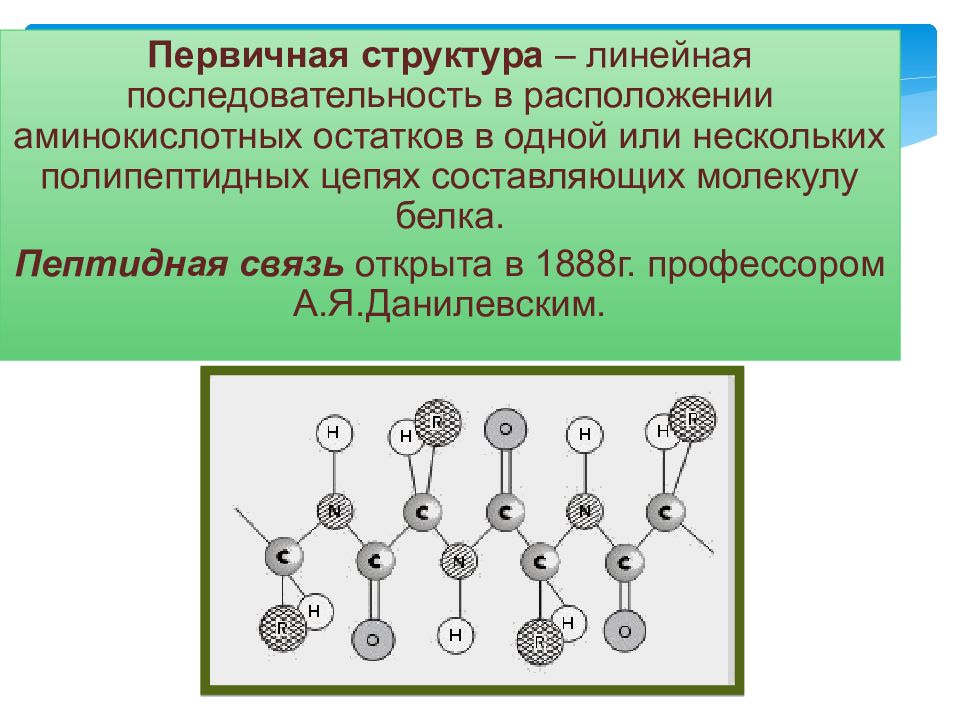 Рассмотрите схему участка первичной структуры молекулы белка какой цифрой обозначена пептидная связь