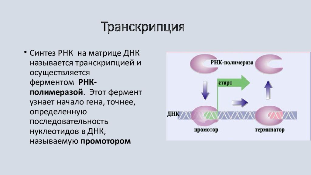 Процесс транскрипции осуществляет фермент. Исходный продукт синтеза РНК ферментом РНК полимераза. Процесс синтеза РНК на матрице ДНК называется. Изменение белков презентация.