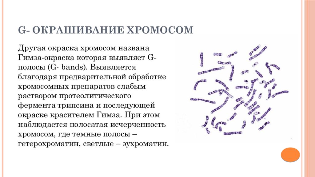 Изменение окраски хромосом. Методы окрашивания хромосом. Дифференциальное окрашивание хромосом. Дифференциальная окраска хромосом. Метод дифференциальной окраски хромосом.