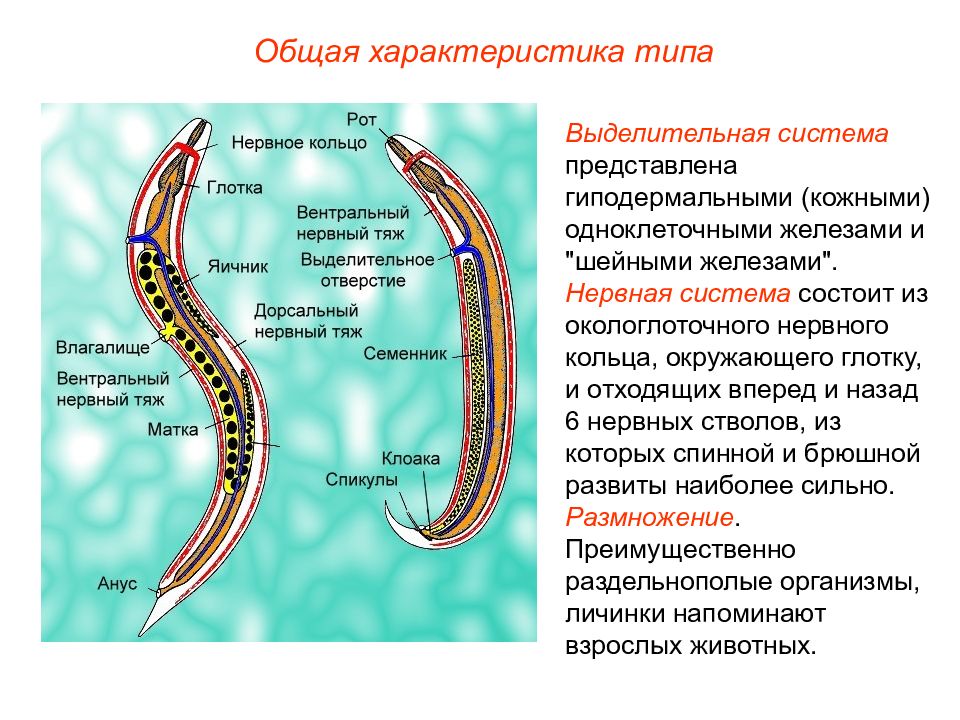 Нервная система червя состоит из. Выделительная система нематод.