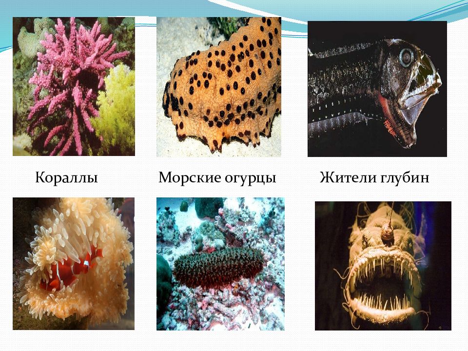 Морской природный комплекс. Природные комплексы океанов. Зональные природные комплексы в мировом океане. Природные комплексы мирового океана 6 класс. Природные комплексы индийского океана.