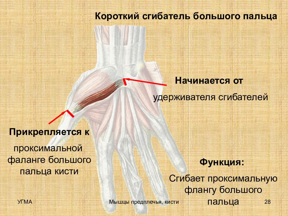 Укажите место расположения глубокого сгибателя пальцев кисти