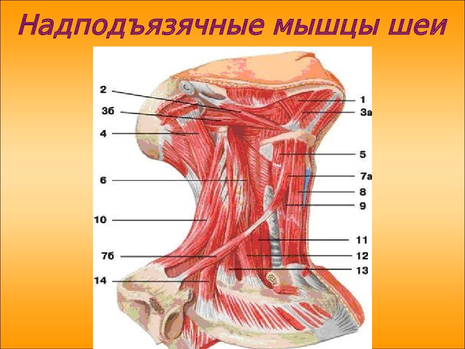 Анатомия шеи человека в картинках на русском языке