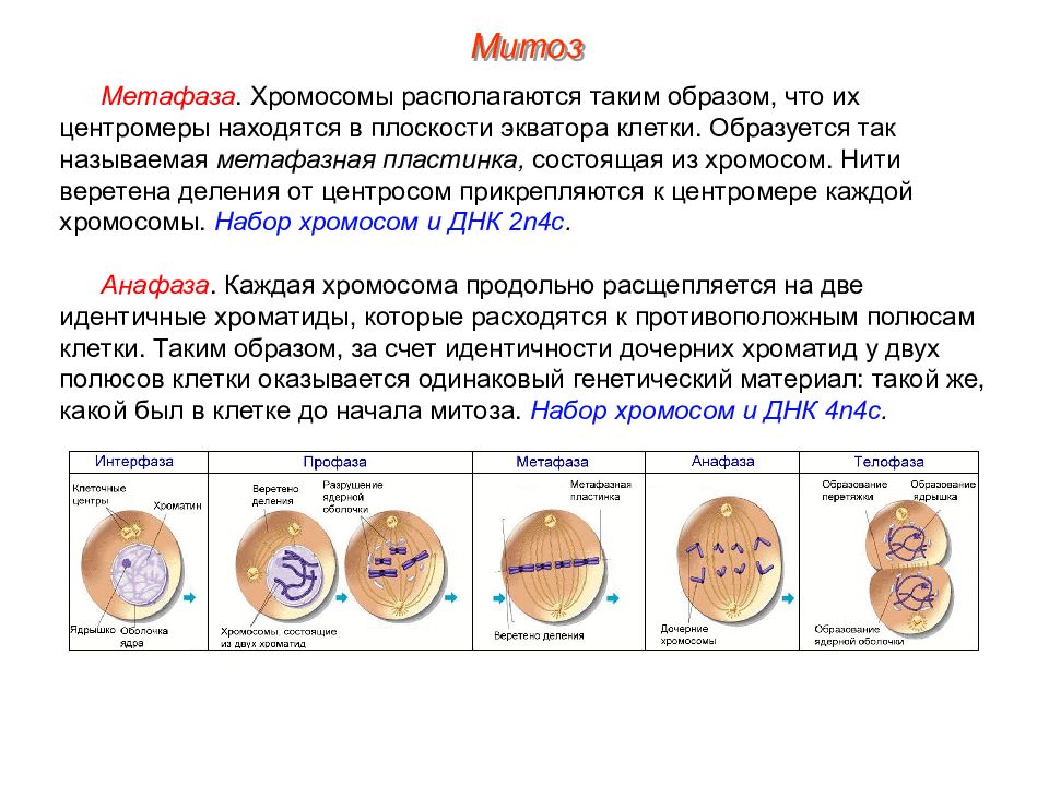 Пименов митоз презентация