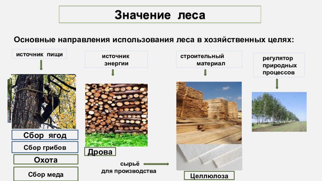 Выделите город в котором находится лесопромышленный комплекс