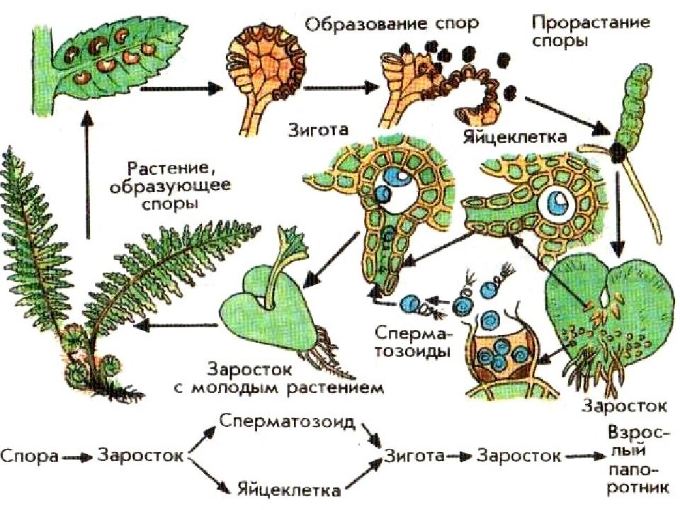 Размножение споровых растений презентация 6 класс пасечник