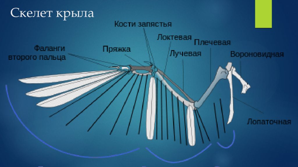 Кости крыла. Скелет крыла. Скелет крыла птицы. Строение крыла. Скелет с крыльями.