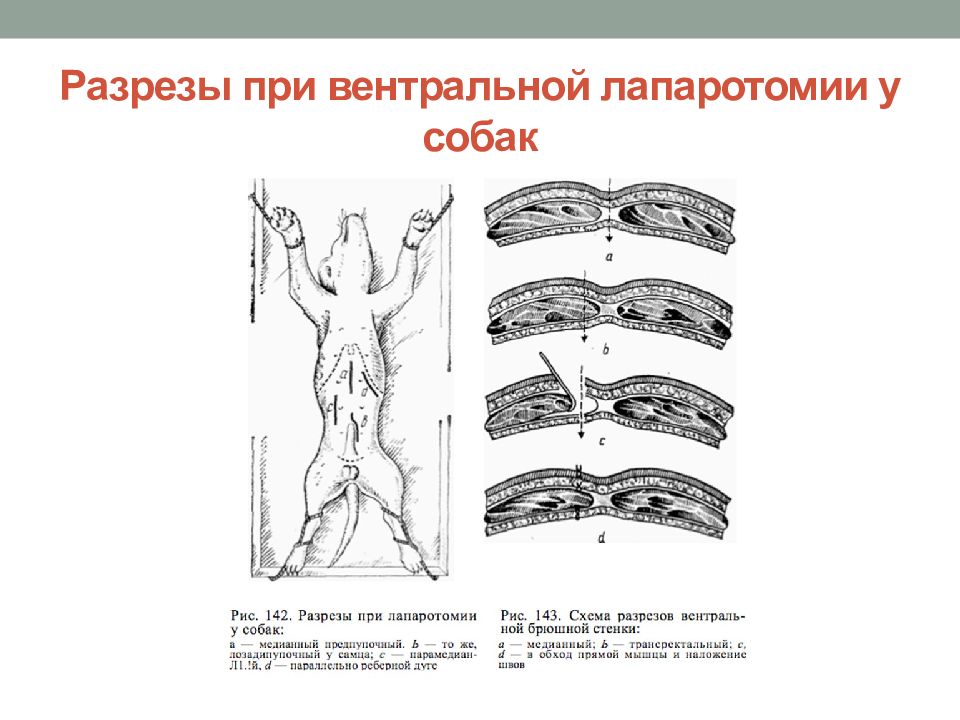 Кесарево сечение у коров презентация