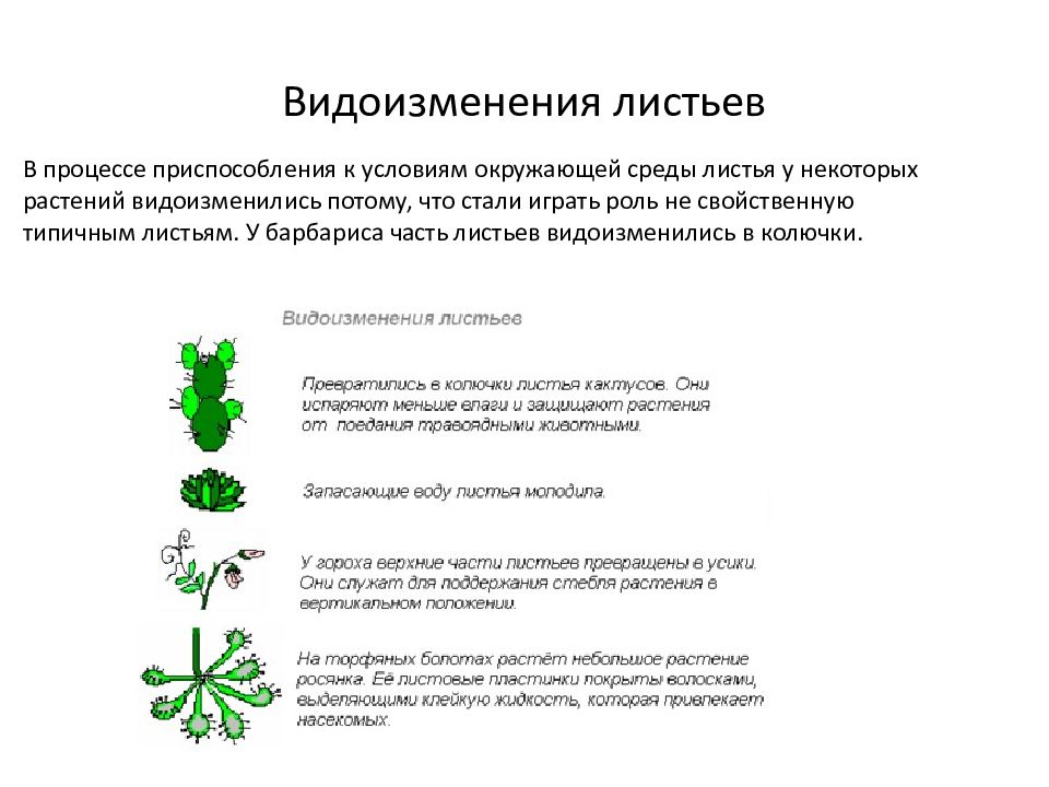 Видоизменение листьев проект